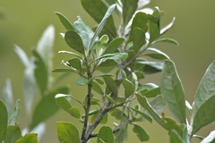 Corokia macrocarpa