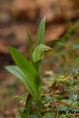 Pterostylis silvicultrix