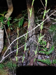 Baloskion tetraphyllum