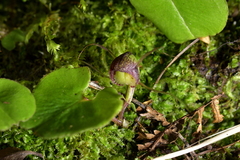 Corybas sulcatus