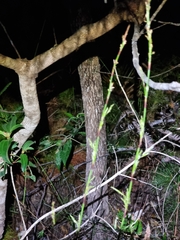 Baloskion tetraphyllum