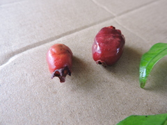 Eugenia involucrata