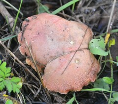 Xerocomellus armeniacus