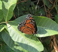 Limenitis archippus floridensis