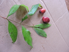 Eugenia involucrata