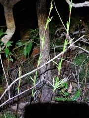 Baloskion tetraphyllum