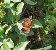 Limenitis archippus floridensis