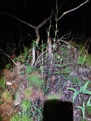 Baloskion tetraphyllum