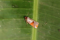 Anacrusis turrialbae