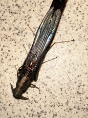 Atractocerus brevicornis