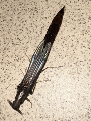 Atractocerus brevicornis