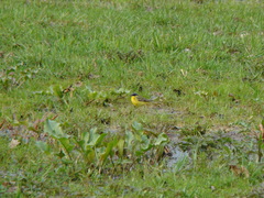 Motacilla flava thunbergi