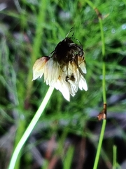 Sowerbaea juncea