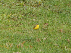 Motacilla flava flava