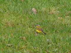 Motacilla flava flava