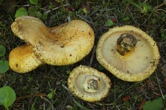 Lactarius repraesentaneus