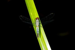 Brachydiplax denticauda