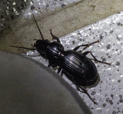 Pterostichus