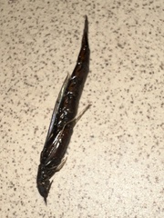 Atractocerus brevicornis