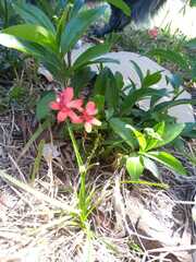 Freesia laxa