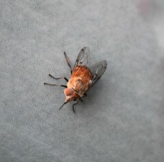 Copestylum haagii