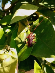 Chydarteres striatus