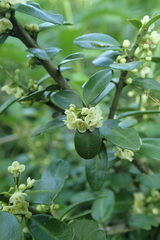 Ilex crenata