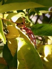 Chydarteres striatus