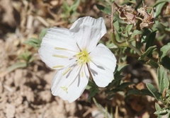 Oenothera pallida