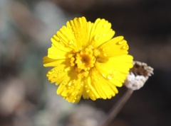 Baileya multiradiata