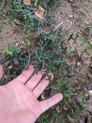 Passiflora tenuiloba