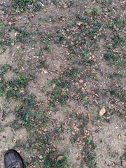 Passiflora tenuiloba