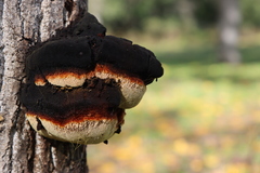 Inonotus
