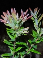 Acrotriche aggregata
