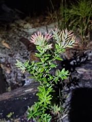 Acrotriche aggregata