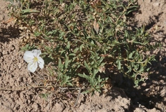 Oenothera pallida