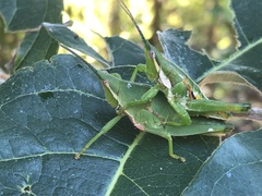 Sphenarium occidentalis