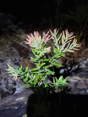 Acrotriche aggregata