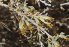 Tetradymia glabrata