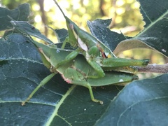 Sphenarium occidentalis