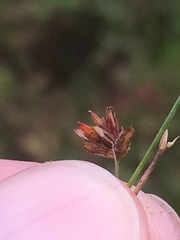 Juncus debilis