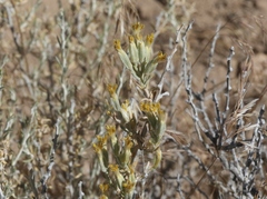 Tetradymia glabrata