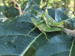 Sphenarium occidentalis