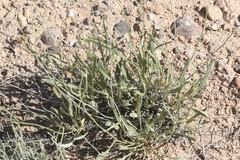 Eriogonum brevicaule cottamii