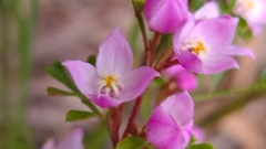 Boronia microphylla