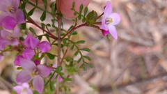 Boronia microphylla