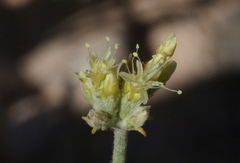 Eriogonum brevicaule cottamii