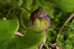 Corybas sulcatus