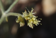 Eriogonum brevicaule cottamii