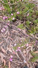 Boronia microphylla